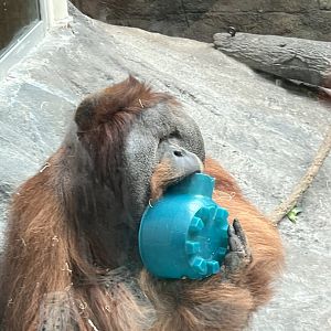 Sumatran Orangutan