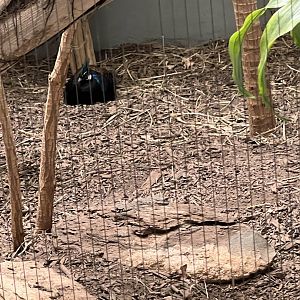 Palawan Peacock Pheasant