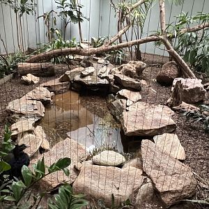 Congo Peafowl Exhibit