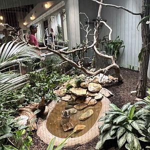 Tawny Frogmouth Exhibit