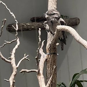 Tawny Frogmouth