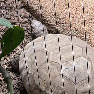 Gopher Tortoise