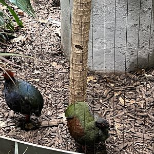 Crested Wood Partridges