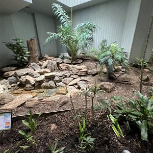 Elegant-Crested Tinamou Exhibit