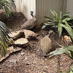 Elegant-Crested Tinamous