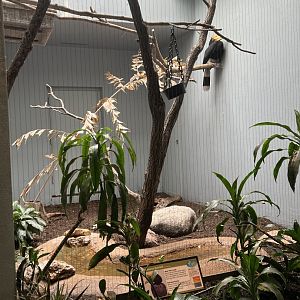Rhinoceros Hornbill Exhibit 1