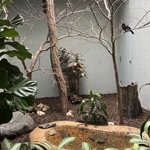 Bearded Barbet Exhibit