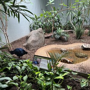 Vietnam Pheasant Exhibit