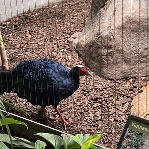 Vietnam Pheasant