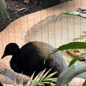 Grey-Winged Trumpeter