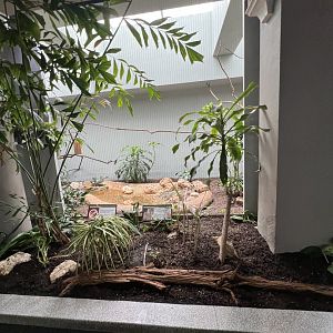 Red-Legged Seriema Exhibit