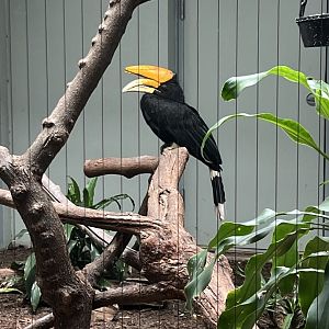 Rhinoceros Hornbill Exhibit 2
