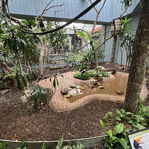 Rhinoceros Hornbill Exhibit 3