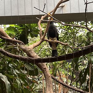 Rhinoceros Hornbill