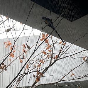 Golden-Breasted Starling