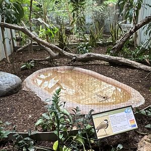 Spur-Winged Plover Exhibit
