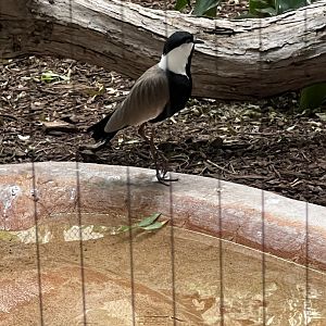 Spur-Winged Plover