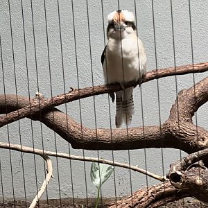 Kookaburra
