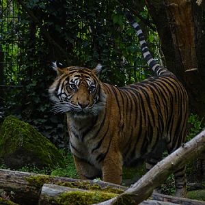 Sumatran tiger (Panthera tigris sondaica / sumatrae)