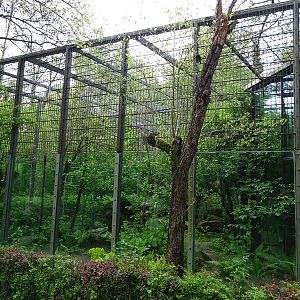 Tiger and Nocturnal House: Leopard outdoor enclosure