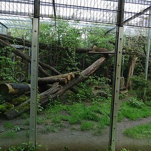 Tiger and Nocturnal House: Leopard outdoor enclosure