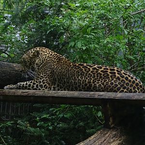 Sri Lankan leopard (Panthera pardus kotiya)