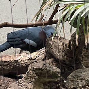 Victoria Crowned Pigeon