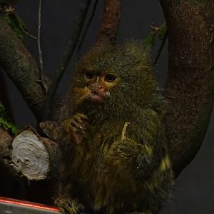Pygmy marmoset (Cebuella pygmaea)