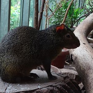 Azara's agouti (Dasyprocta azarae)