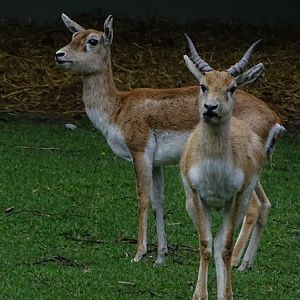 Blackbuck (Antilope cervicapra)