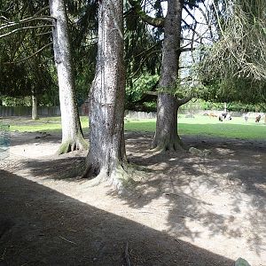 Alpaca + greater rhea enclosure