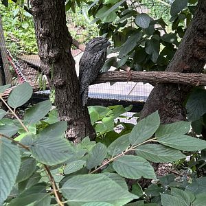 Tawny Frogmouth