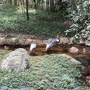White-Naped Cranes