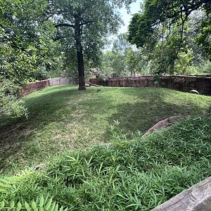 Babirusa Exhibit (one of many)