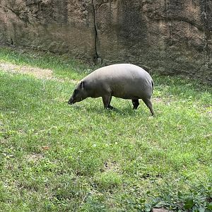 Babirusa
