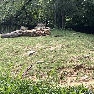 Transcaspian Urial Exhibit