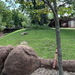 Chinese Goral/Sichuan Takin Exhibit