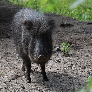 Chaco peccary