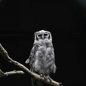 Verreaux's eagle-owl