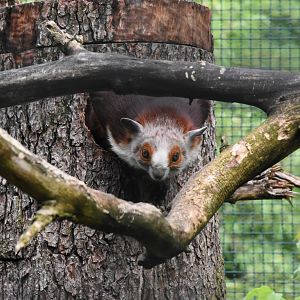Red and white giant flying squirrel