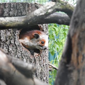 Red and white giant flying squirrel