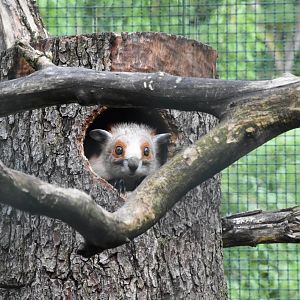 Red and white giant flying squirrel
