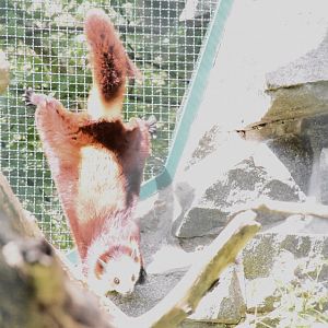 Red and white giant flying squirrel