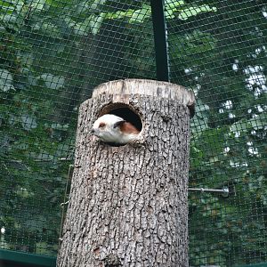 Red and white giant flying squirrel