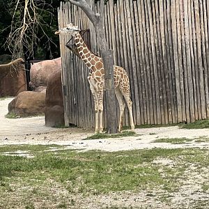 Giraffe