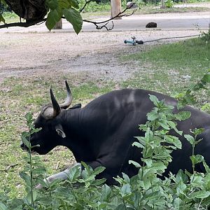 Banteng