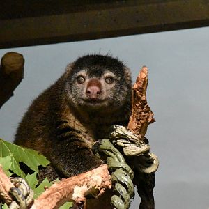 Sulawesi bear cuscus
