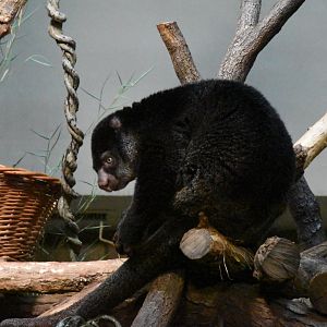 Sulawesi bear cuscus
