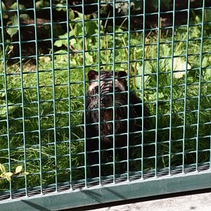White-bearded masked palm civet