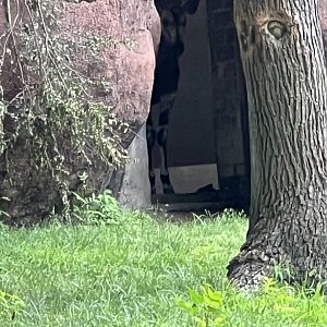 Okapi in the doorway